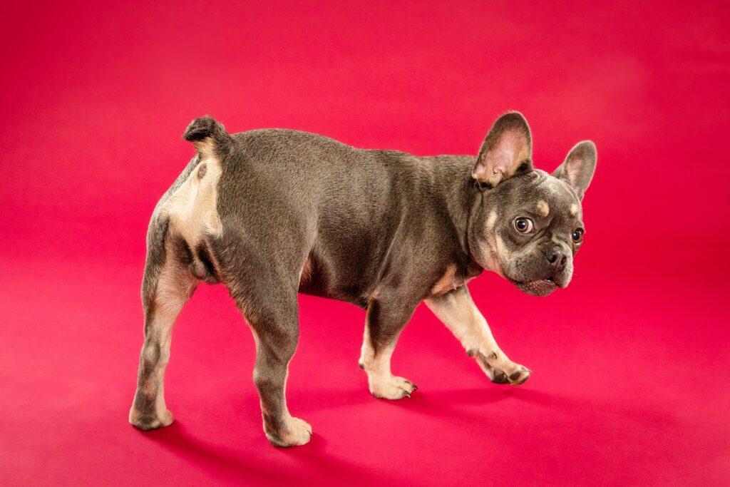 ruce the French Bulldog - Birmingham, Alabama Dog Photography with the Beloved Pup Photo Studio