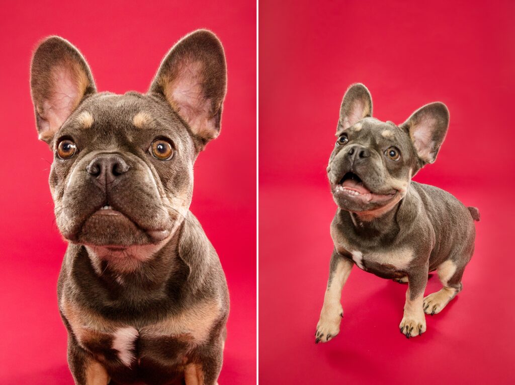 Bruce the French Bulldog - Birmingham, Alabama Dog Photography with the Beloved Pup Photo Studio