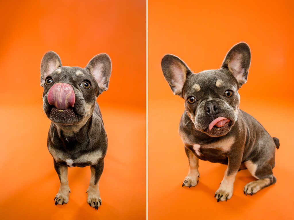 ruce the French Bulldog - Birmingham, Alabama Dog Photography with the Beloved Pup Photo Studio
