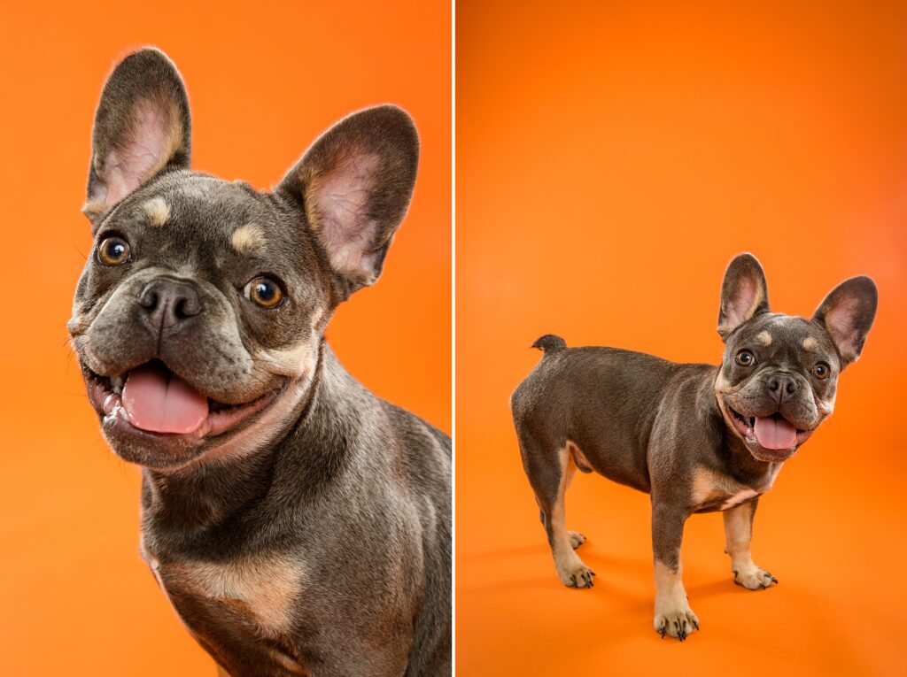 Bruce the French Bulldog - Birmingham, Alabama Dog Photography with the Beloved Pup Photo Studio