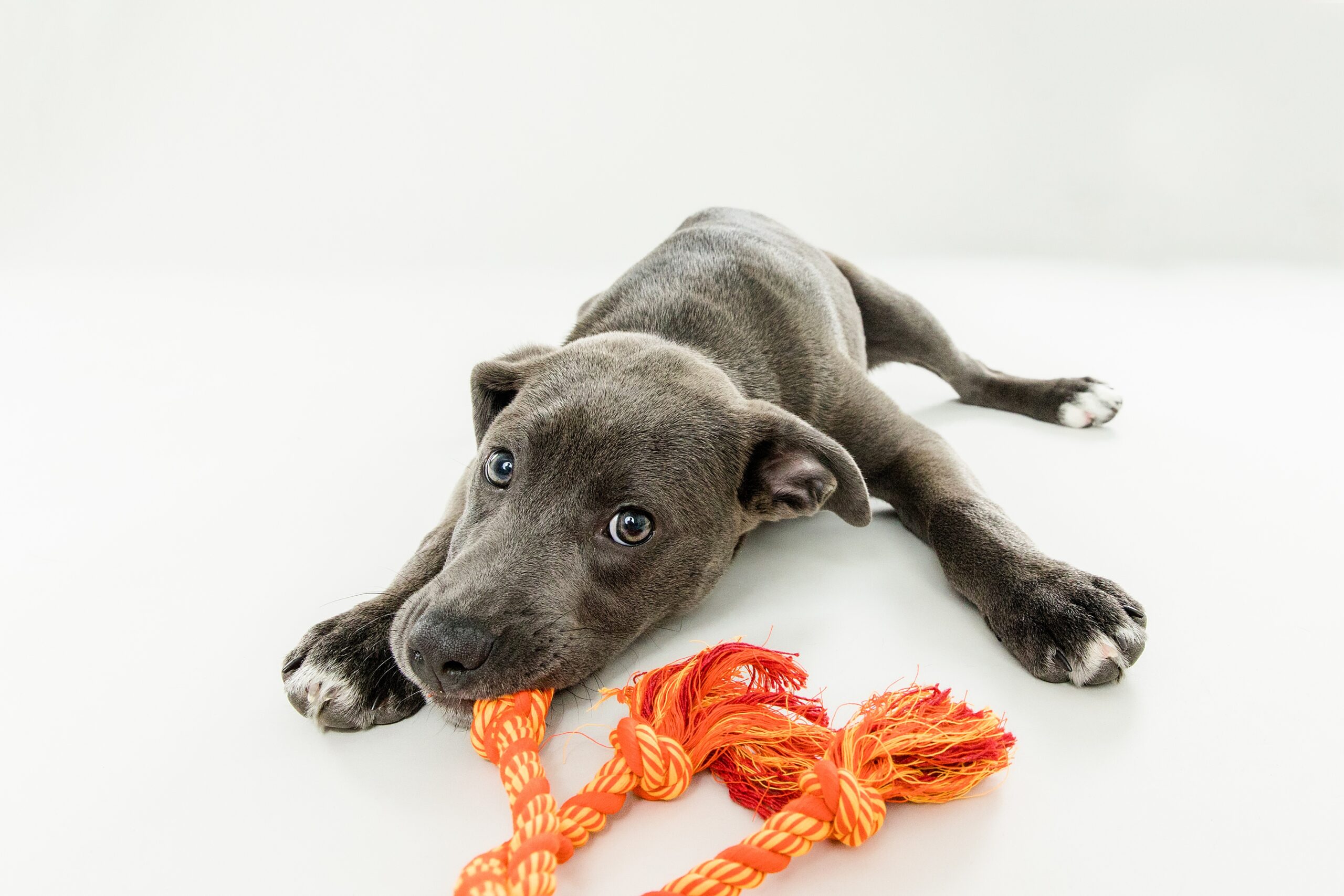 Bubbles Dog Photography session with the Beloved Pup Photo Studio - Rescue Puppy Photos