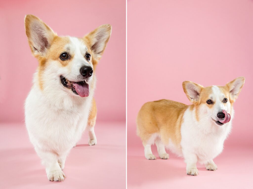 Cheyenne the Corgi - The Beloved Pup Photo Studio Alabama Dog & Pet Photographer