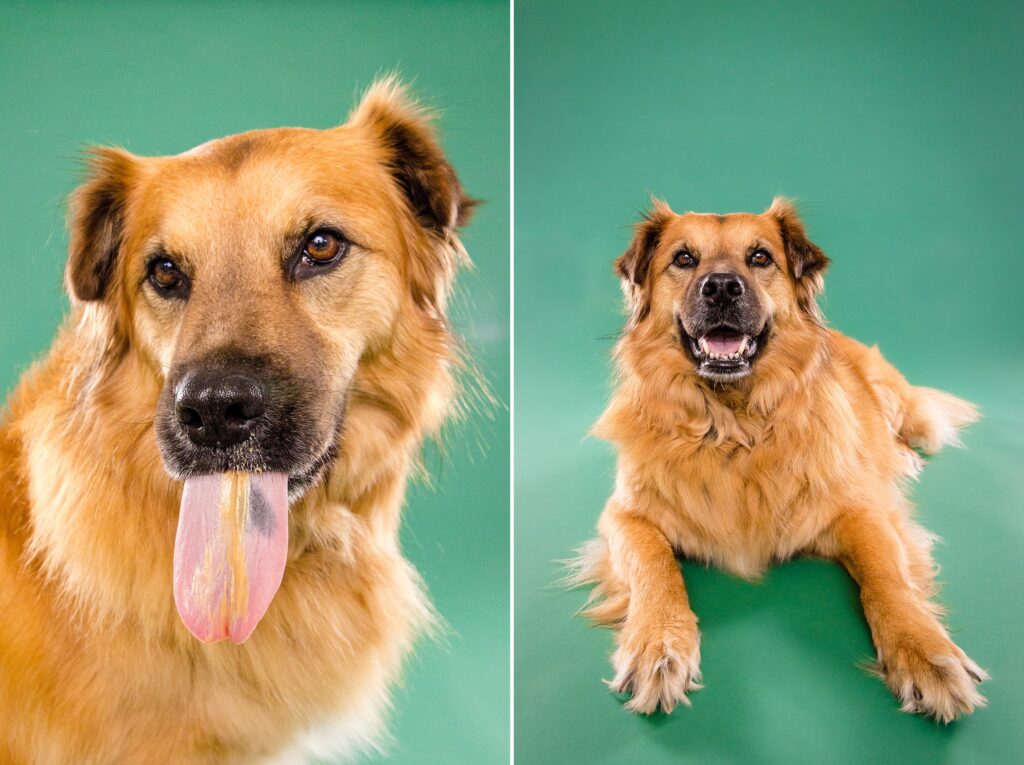 Daisy the Rescue Dog- Birmingham, Alabama Dog Photography with the Beloved Pup Photo Studio