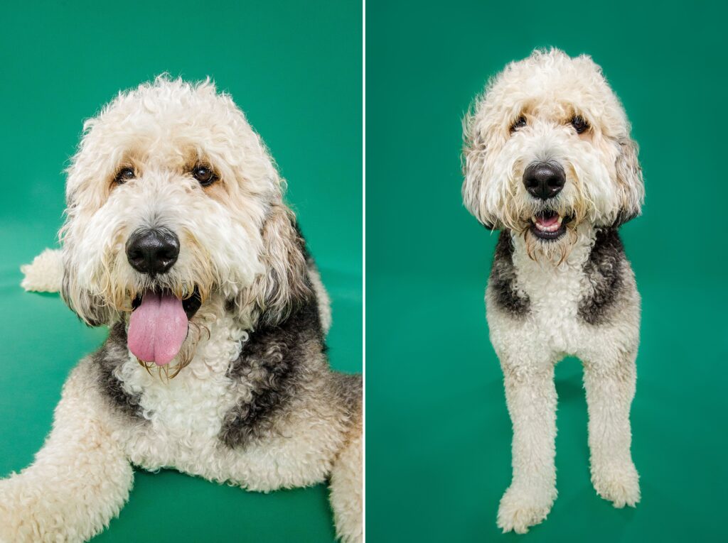 Flynn the Benedoodle - The Beloved Pup Photo Studio