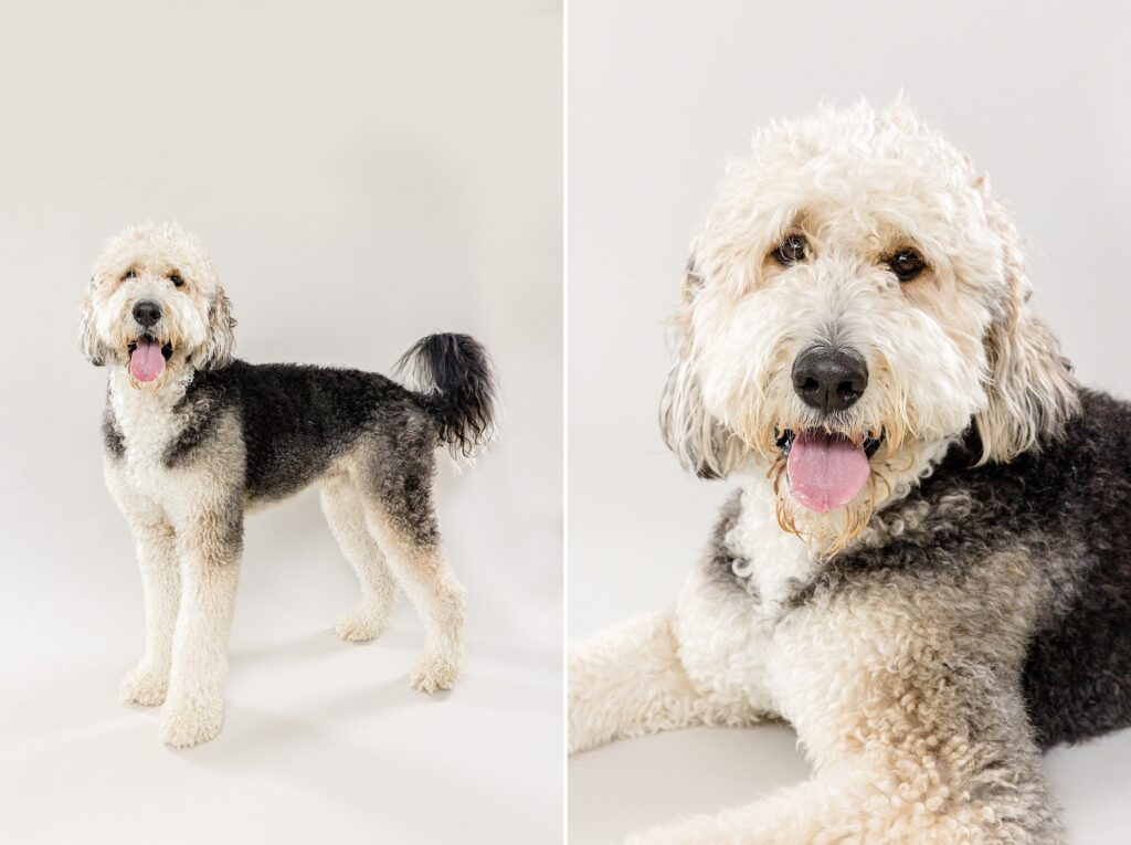Flynn the Benedoodle - The Beloved Pup Photo Studio
