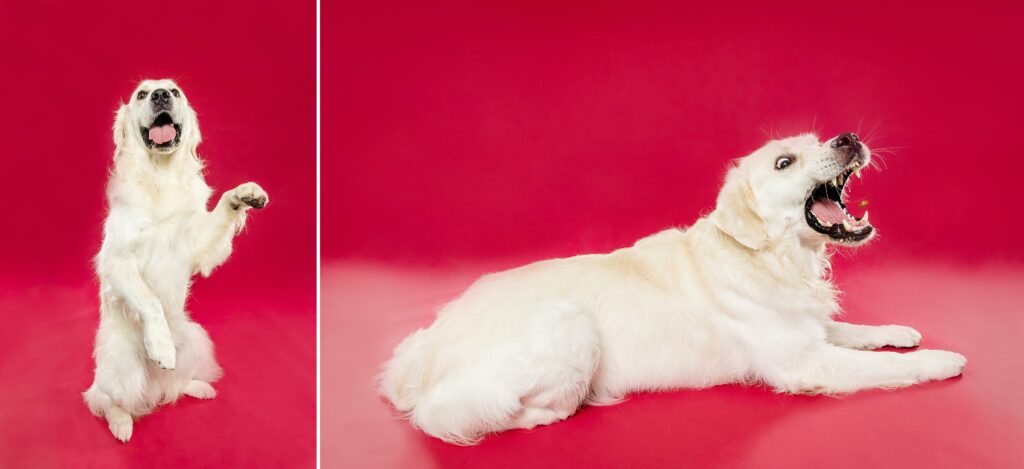 Forest & River Golden Retriever Service Dogs - The Beloved Pup Photo Studio Birmingham, Alabama Dog Photographer
