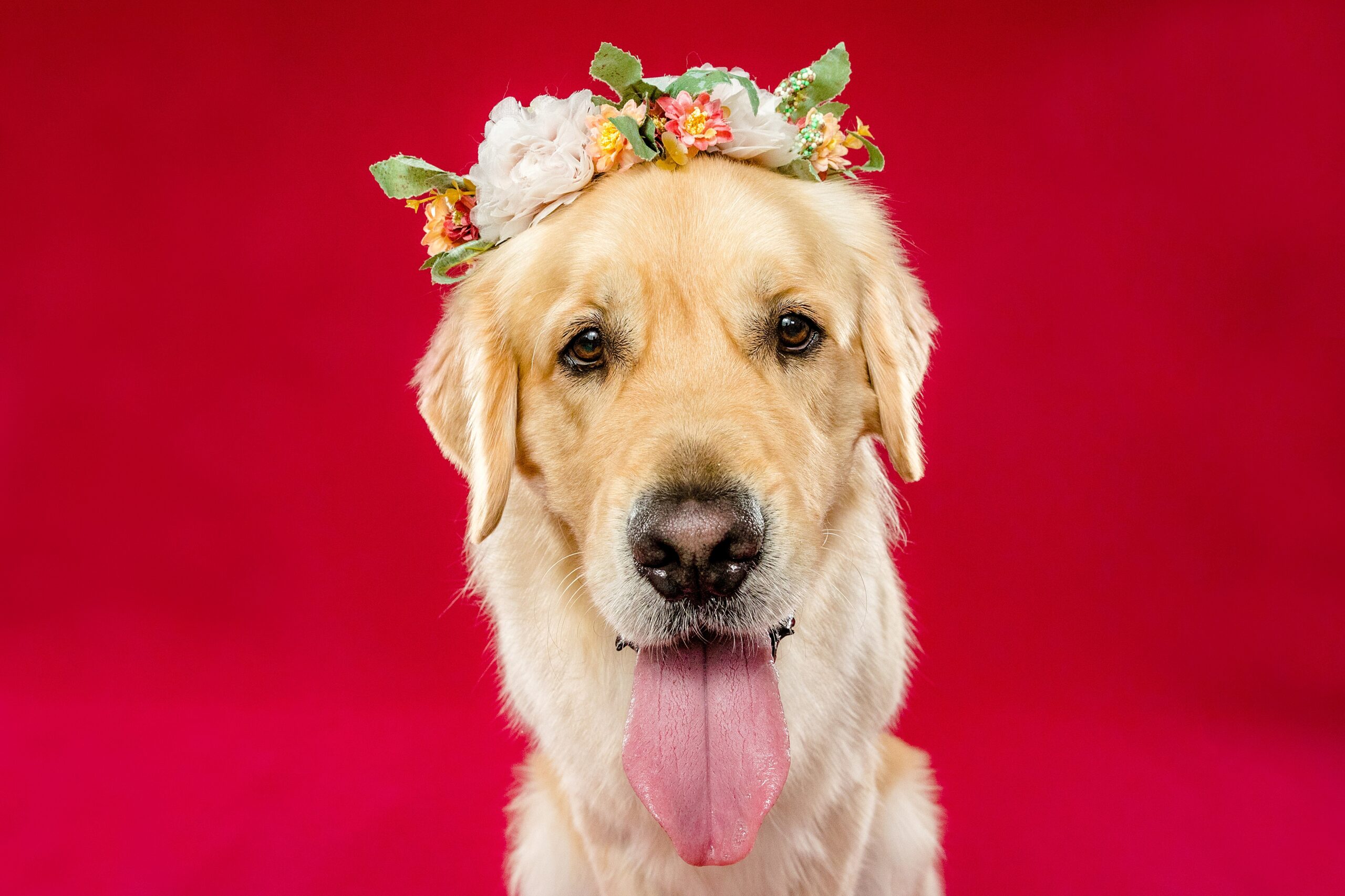 Forest & River Golden Retriever Service Dogs - The Beloved Pup Photo Studio Birmingham, Alabama Dog Photographer