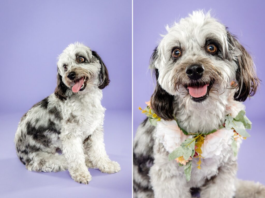 Maggie the Mini Aussiedoodle - The Beloved Pup Photo Studio Alabama Dog & Pet Photographer