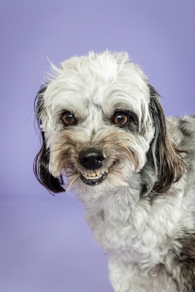 Maggie the Mini Aussiedoodle - The Beloved Pup Photo Studio Alabama Dog & Pet Photographer