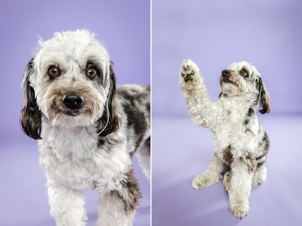 Mini Aussiedoodle waving - The Beloved Pup Photo Studio Alabama Dog & Pet Photographer