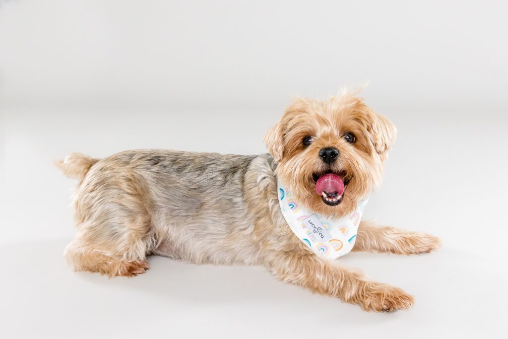 Paisley - The Beloved Pup Photo Studio Alabama Dog & Pet Photographer