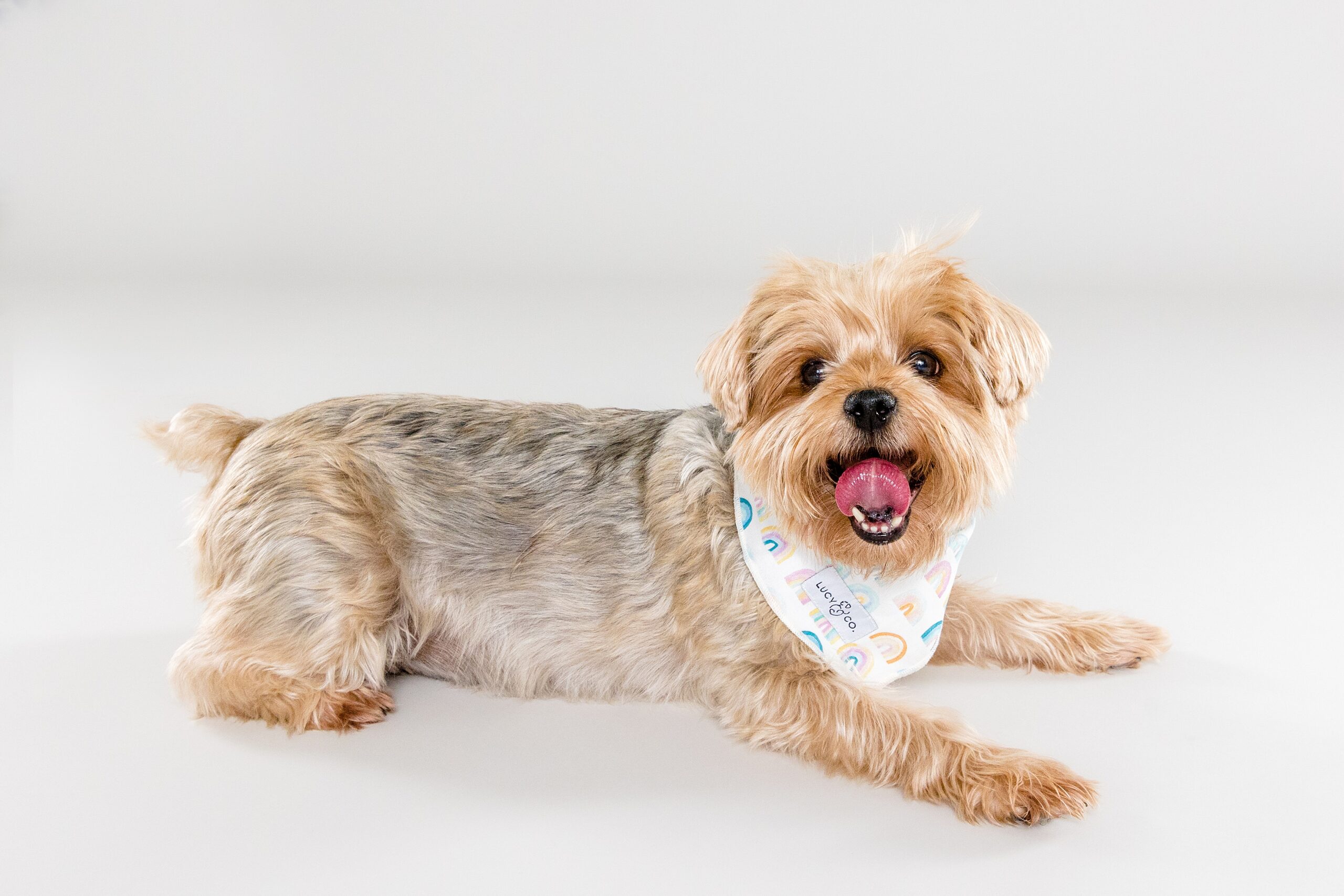 Piper & Paisley - The Beloved Pup Photo Studio Alabama Dog & Pet Photographer