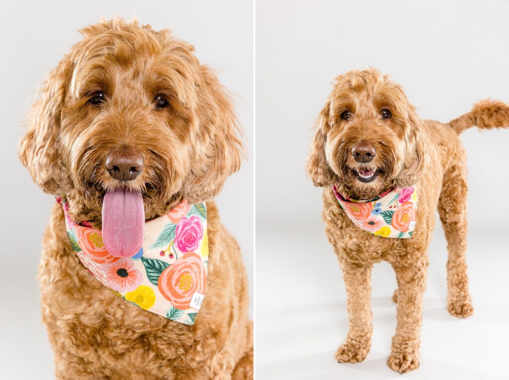 Piper & Paisley - The Beloved Pup Photo Studio Alabama Dog & Pet Photographer