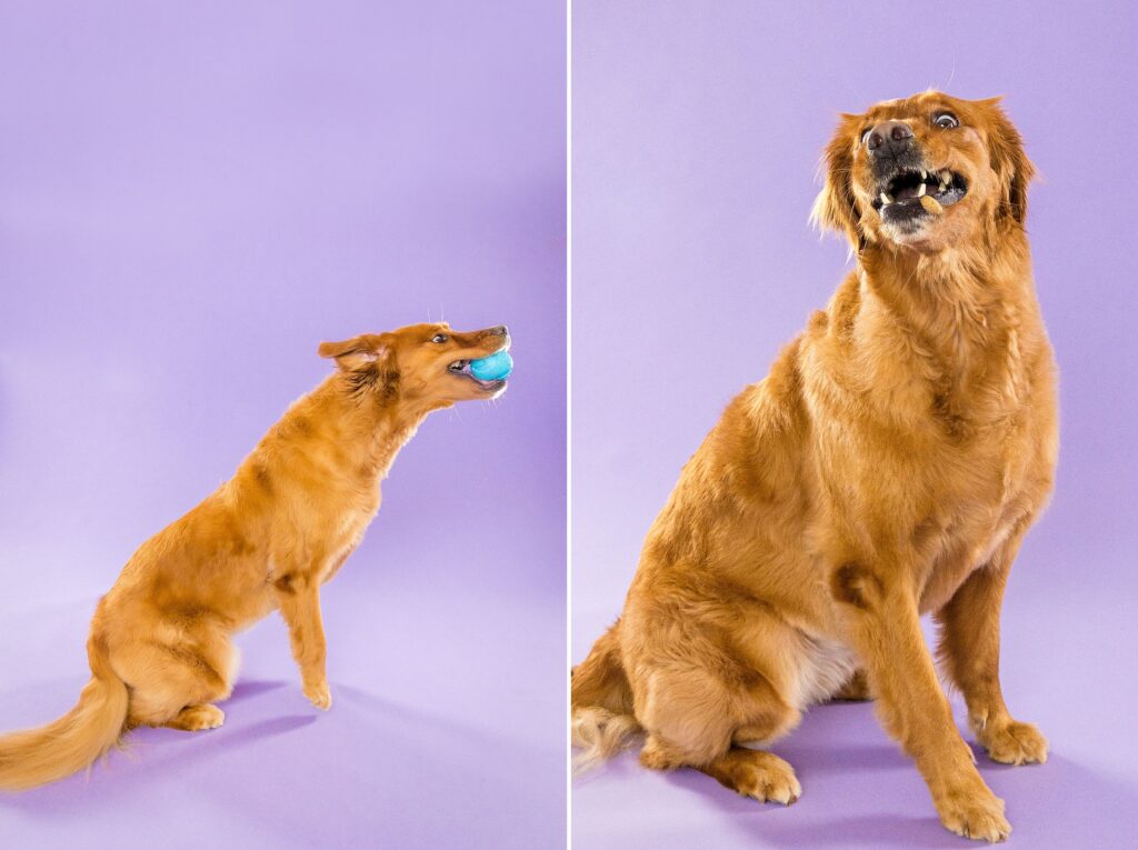 Sadie & Yoshi Pickles - The Beloved Pup Photo Studio Birmingham, Alabama Dog Photographer 