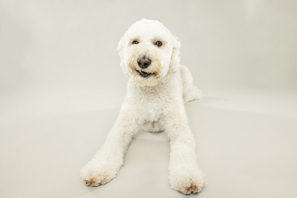 Strudel - The Beloved Pup Photo Studio