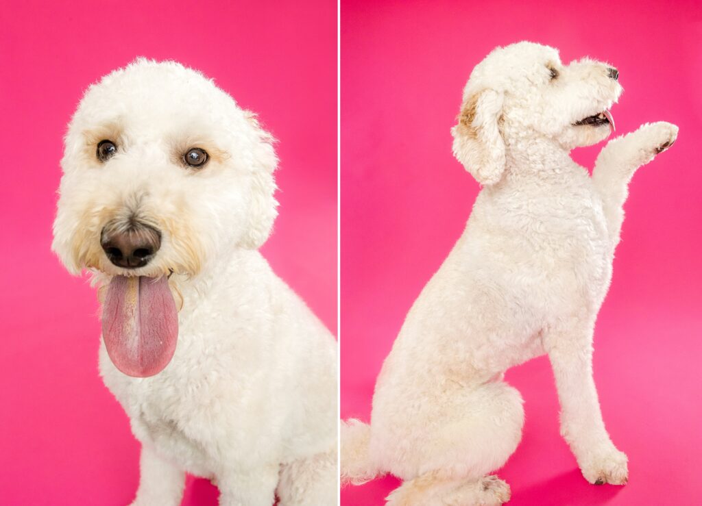 Strudel - The Beloved Pup Photo Studio