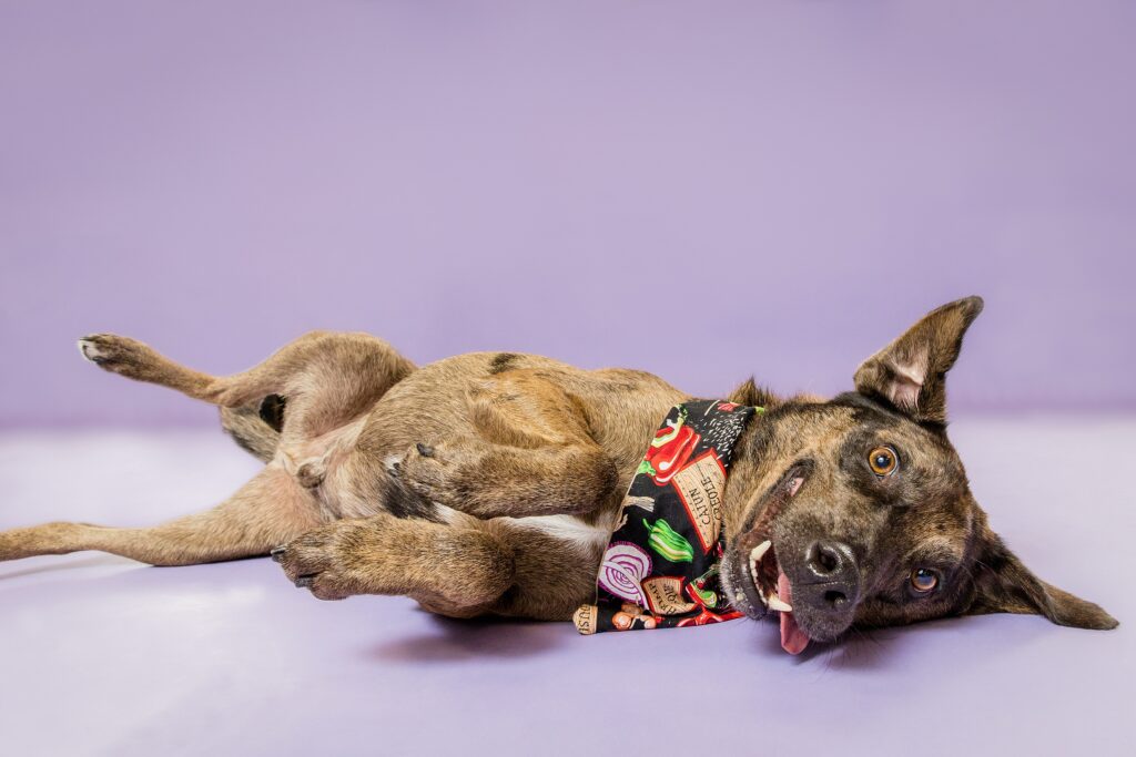 Cass &; Groot - The Beloved Pup Photo Studio & Top Dog Birmingham Minis
