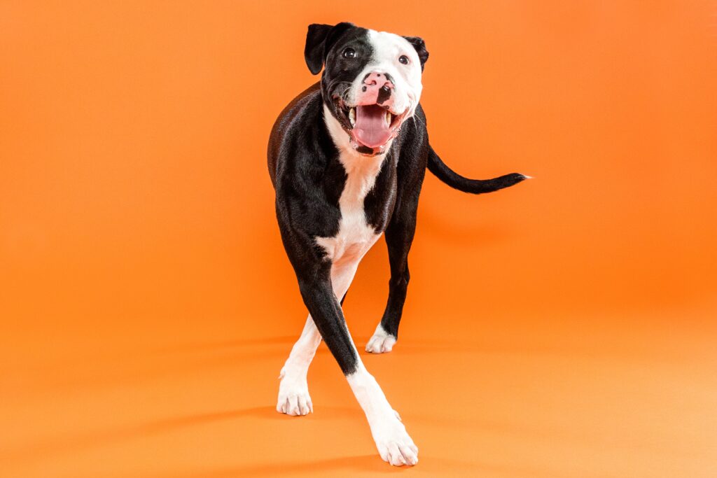 Grim - The Beloved Pup Photo Studio