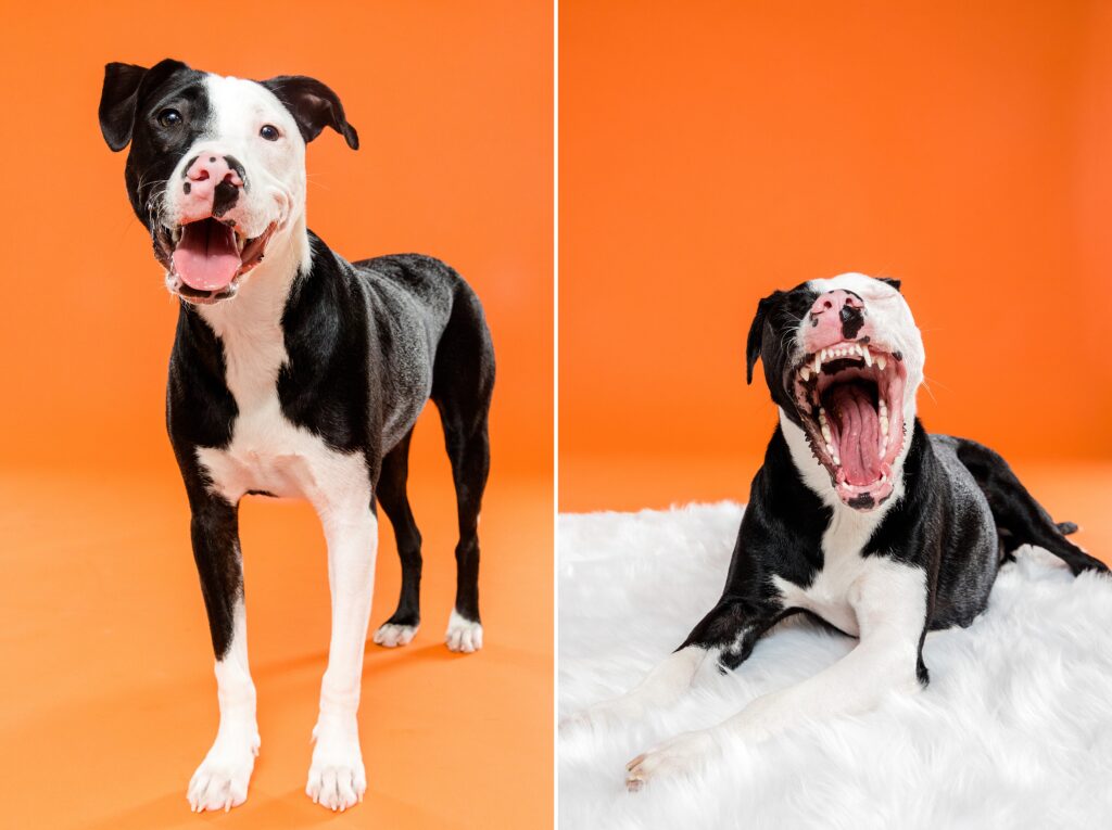 Grim - The Beloved Pup Photo Studio