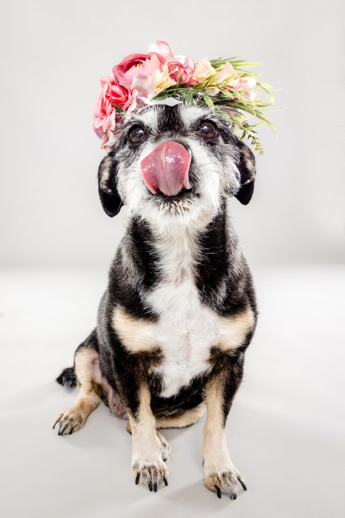 Alabama Dog Photographer The Beloved Pup Photo Studio - Makie