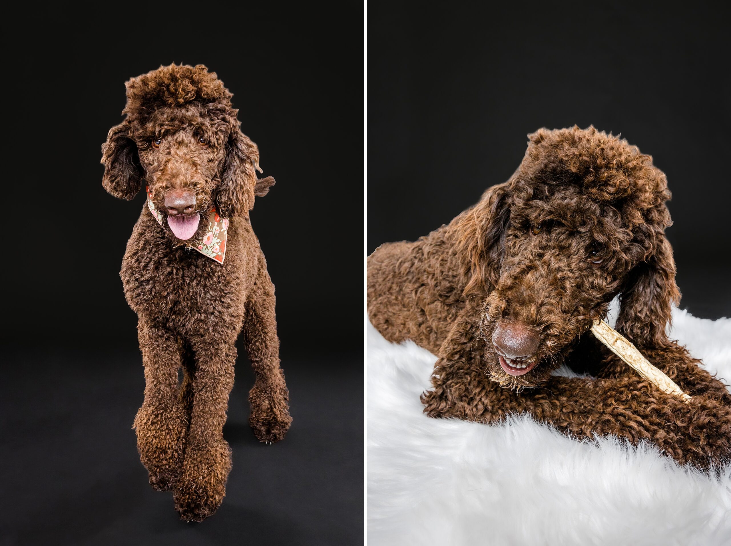 Lucy & Jack's Mini Session - Standard Poodles- The Beloved Pup Photo Studio Birmingham, Alabama Dog Photographer