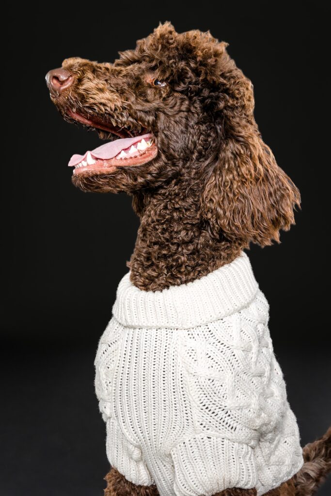 Lucy & Jack's Mini Session - Standard Poodles- The Beloved Pup Photo Studio Birmingham, Alabama Dog Photographer