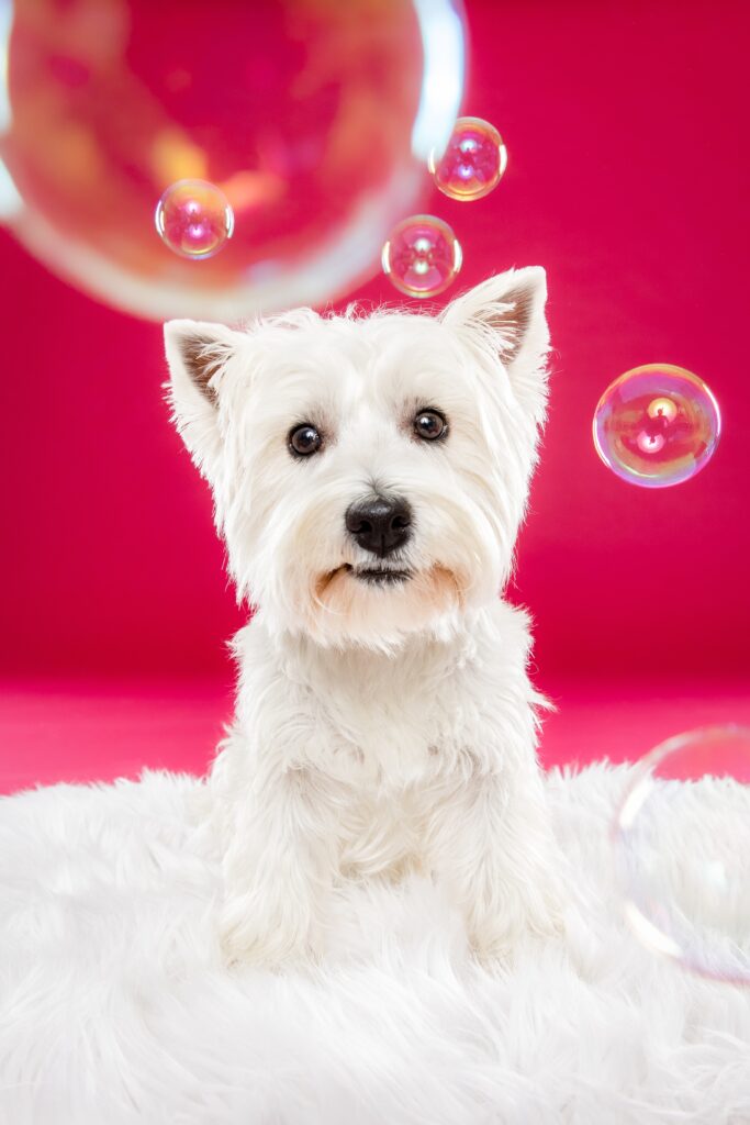 Phoebe the Westie - The Beloved Pup Photo Studio Alabama Dog Photographer
