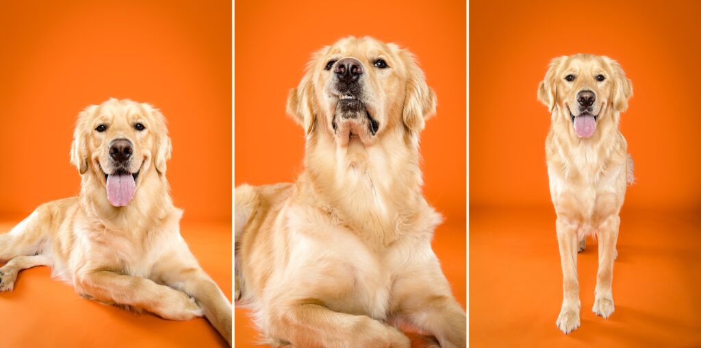 Boone the golden retriever- The Beloved Pup Photo Studio Alabama & South Eastern Dog Photographer