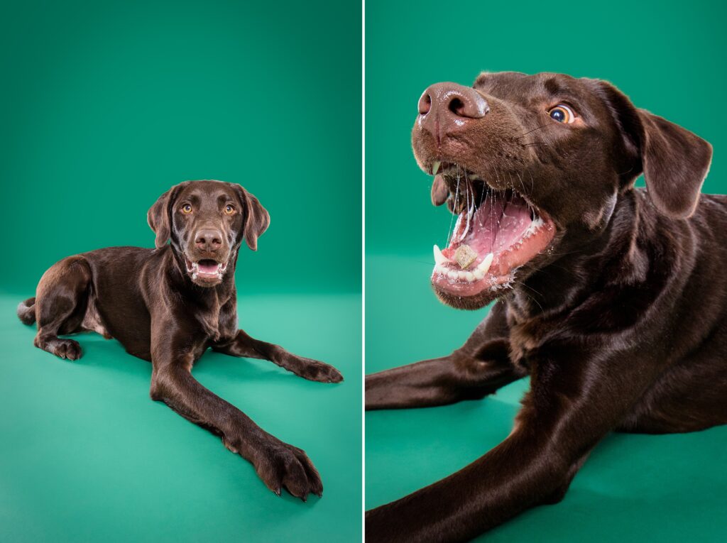 The Beloved Pup Photo Studio- Alabama & South Eastern US Dog Photographer - Moose the Chocolate Lab
