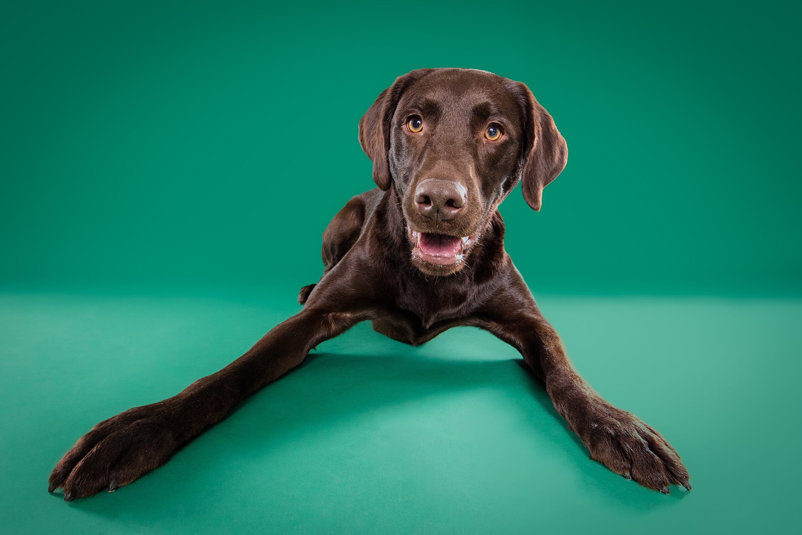 The Beloved Pup Photo Studio- Alabama & South Eastern US Dog Photographer - Moose the Chocolate Lab