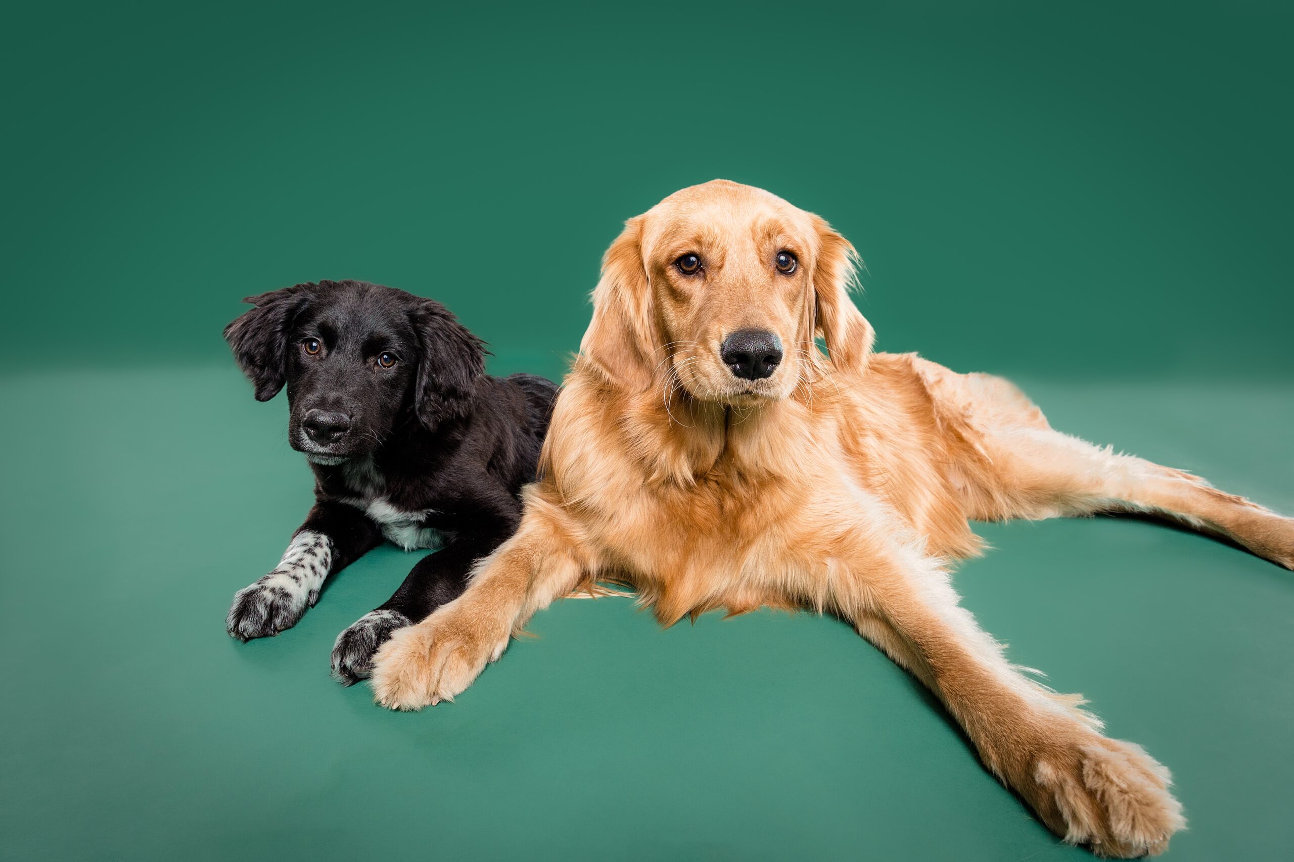 Maple & Mijo Private Session in Nashville - The Beloved Pup Photo Studio Alabama Dog Photographer