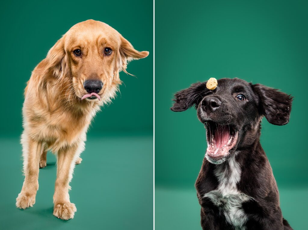 Maple & Mijo Private Session in Nashville - The Beloved Pup Photo Studio Alabama Dog Photographer