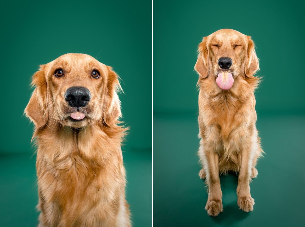 Maple & Mijo Private Session in Nashville - The Beloved Pup Photo Studio Alabama Dog Photographer 4