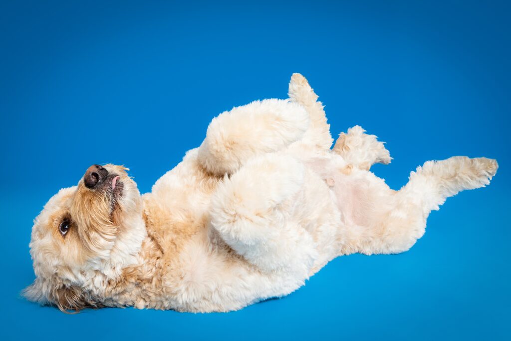 Keller the Goldendoodle - The Beloved Pup Photo Studio