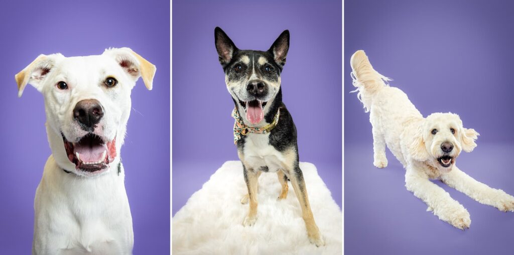 Birmingham, Alabama Dog Photographer The Beloved Pup Photo Studio - Pet Supplies Trussville Pup Minis