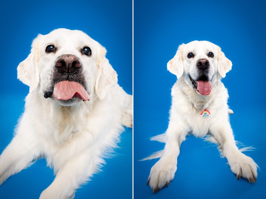 Birmingham, Alabama Dog Photographer The Beloved Pup Photo Studio - Pet Supplies Trussville Pup Minis