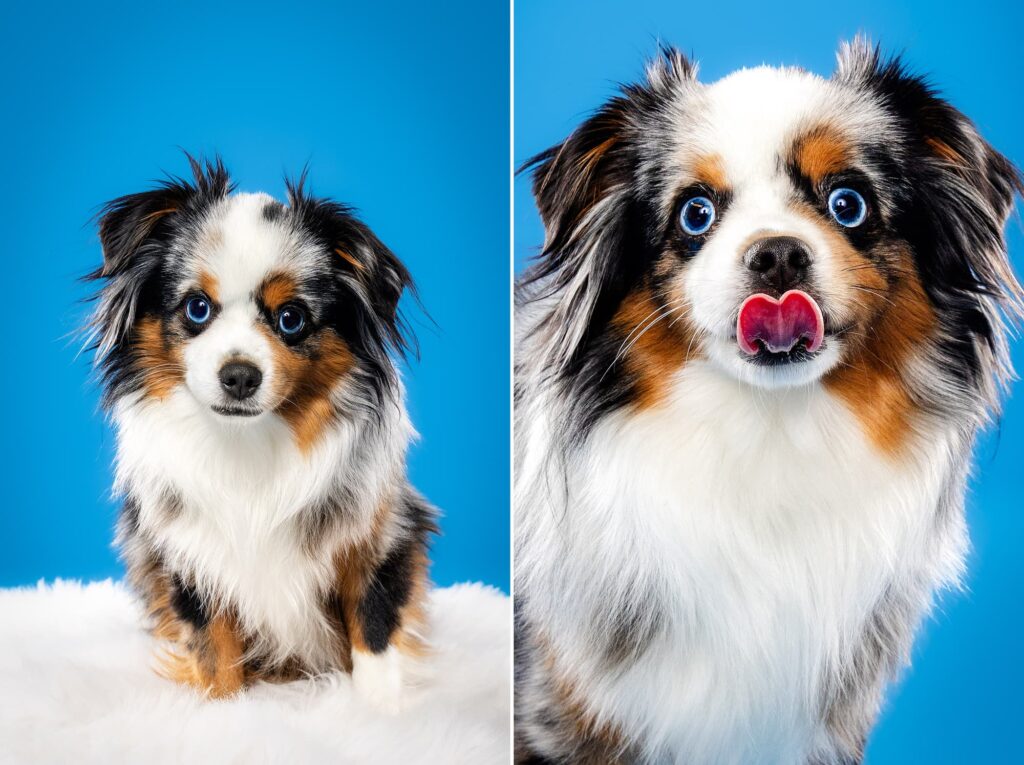 Birmingham, Alabama Dog Photographer The Beloved Pup Photo Studio - Pet Supplies Trussville Pup Minis