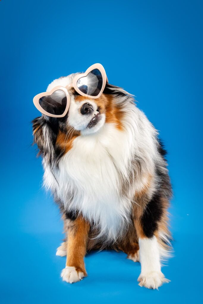 Birmingham, Alabama Dog Photographer The Beloved Pup Photo Studio - Pet Supplies Trussville Pup Minis