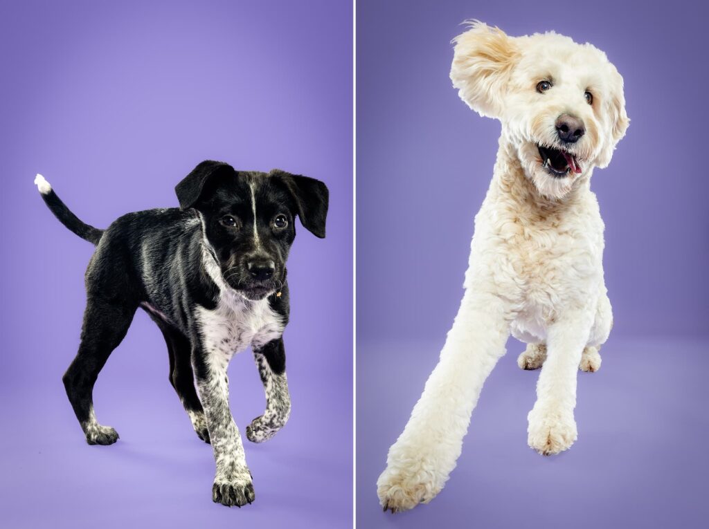 Birmingham, Alabama Dog Photographer The Beloved Pup Photo Studio - Pet Supplies Trussville Pup Minis