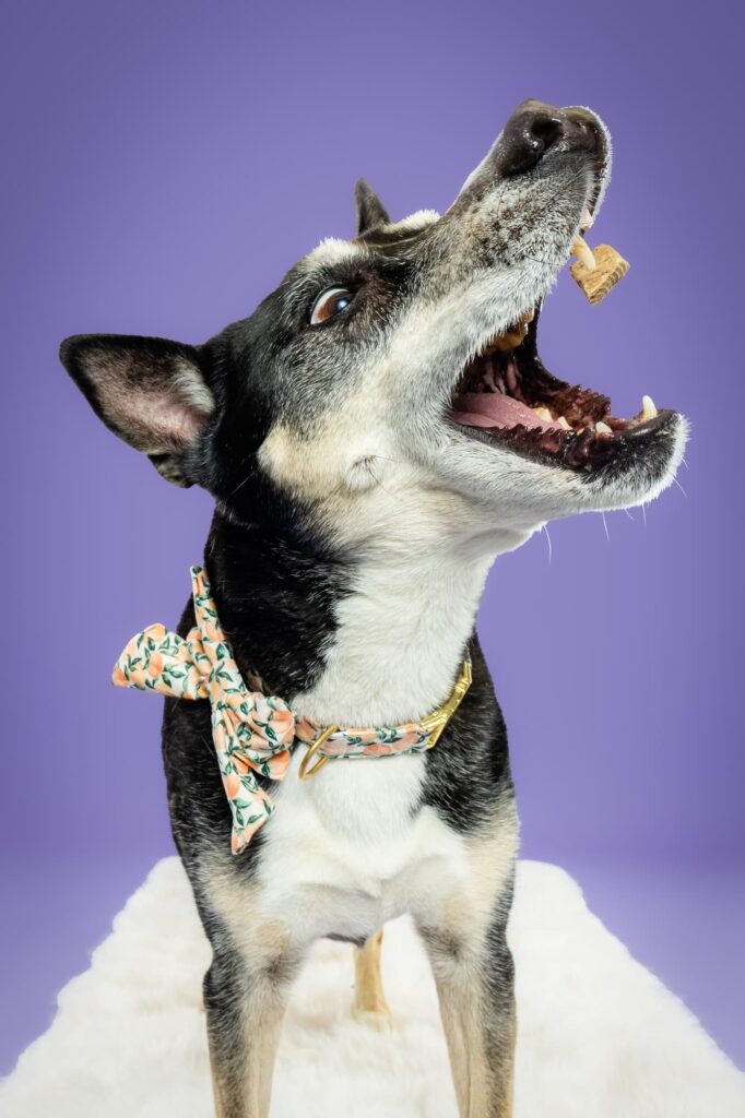 Birmingham, Alabama Dog Photographer The Beloved Pup Photo Studio - Pet Supplies Trussville Pup Minis