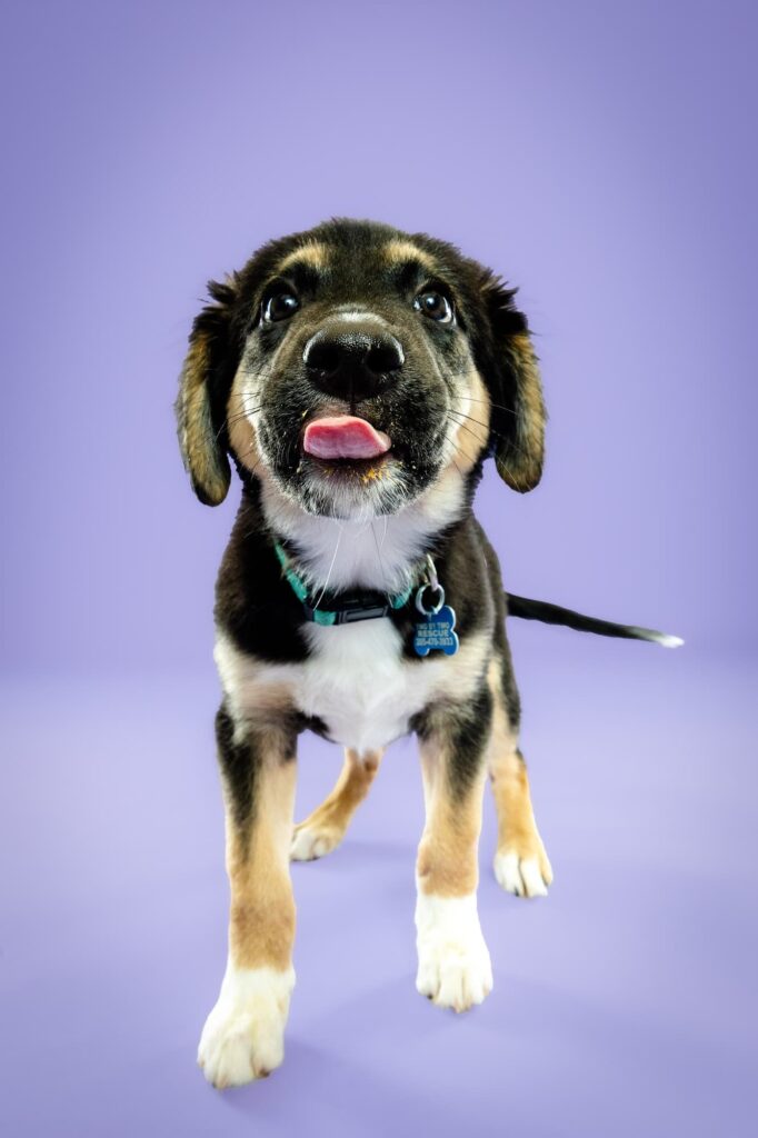 Birmingham, Alabama Dog Photographer The Beloved Pup Photo Studio - Pet Supplies Trussville Pup Minis