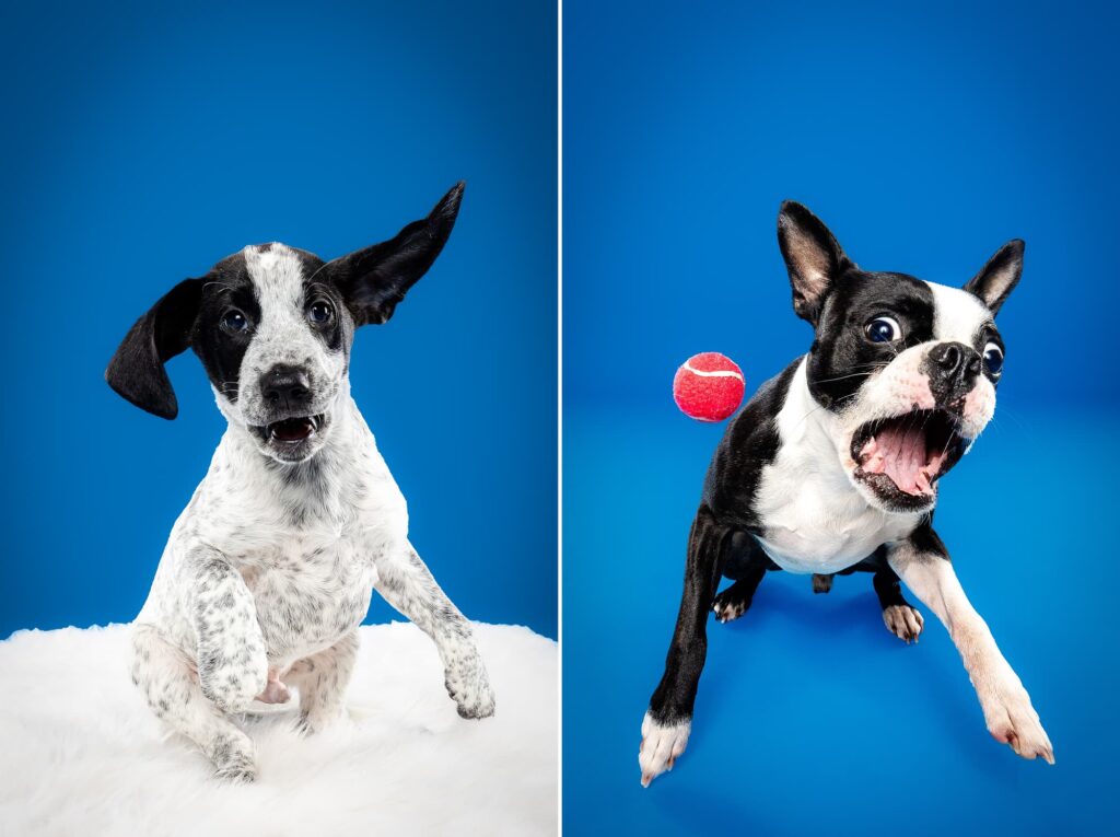 Birmingham, Alabama Dog Photographer The Beloved Pup Photo Studio - Pet Supplies Trussville Pup Minis