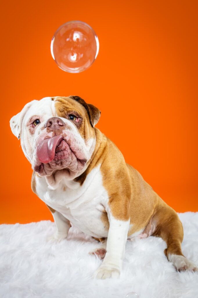 Old English Bulldogs Tatar, Zooty & Ms. Coco - the Beloved Pup Photo Studio Birmingham, Alabama Dog Photographer 