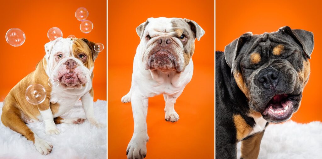 Old English Bulldogs Tatar, Zooty & Ms. Coco - the Beloved Pup Photo Studio Birmingham, Alabama Dog Photographer 
