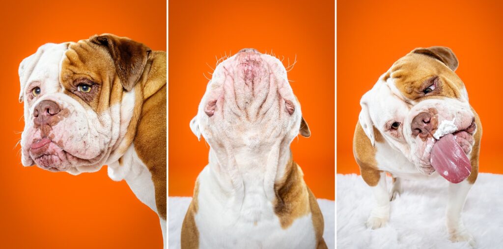 Old English Bulldogs Tatar, Zooty & Ms. Coco - the Beloved Pup Photo Studio Birmingham, Alabama Dog Photographer 
