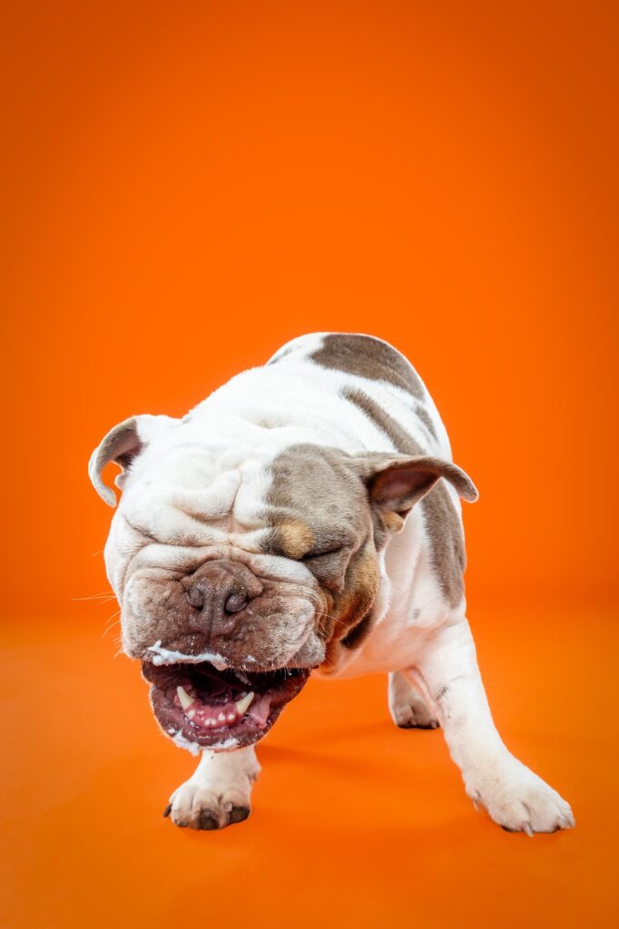 Old English Bulldogs Tatar, Zooty & Ms. Coco - the Beloved Pup Photo Studio Birmingham, Alabama Dog Photographer 