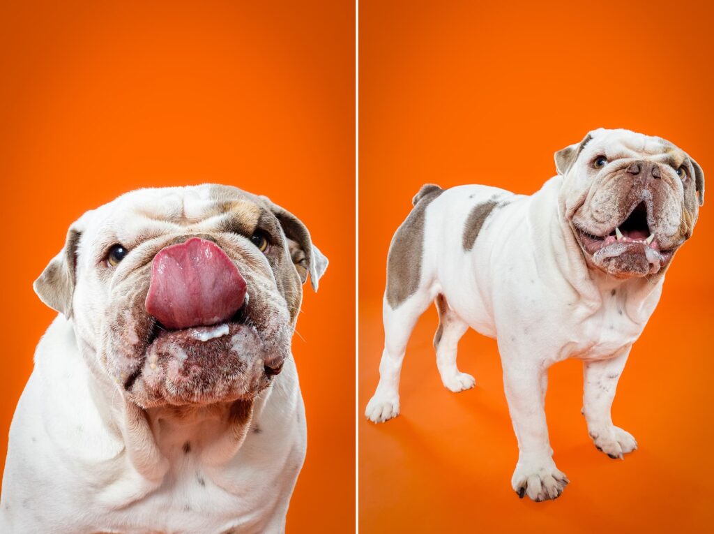 Old English Bulldogs Tatar, Zooty & Ms. Coco - the Beloved Pup Photo Studio Birmingham, Alabama Dog Photographer 