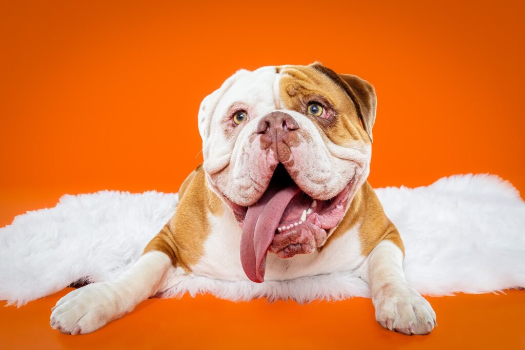 Old English Bulldogs Tatar, Zooty & Ms. Coco - the Beloved Pup Photo Studio Birmingham, Alabama Dog Photographer 