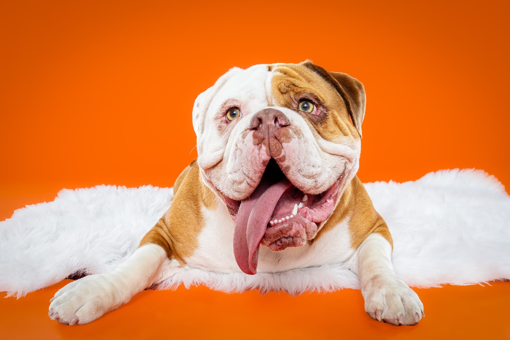 Old English Bulldogs Tatar, Zooty & Ms. Coco - the Beloved Pup Photo Studio Birmingham, Alabama Dog Photographer