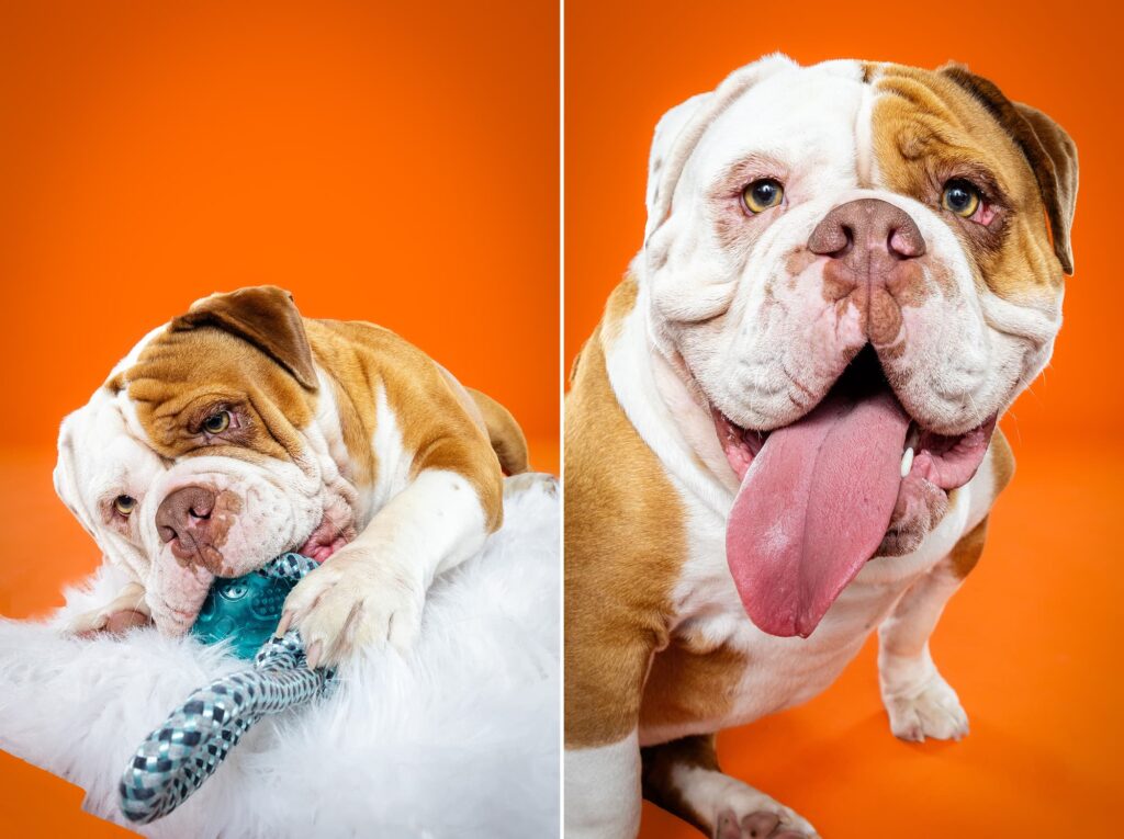 Old English Bulldogs Tatar, Zooty & Ms. Coco - the Beloved Pup Photo Studio Birmingham, Alabama Dog Photographer 